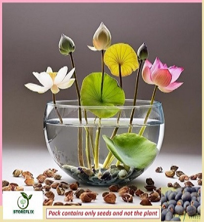 Flower Seeds